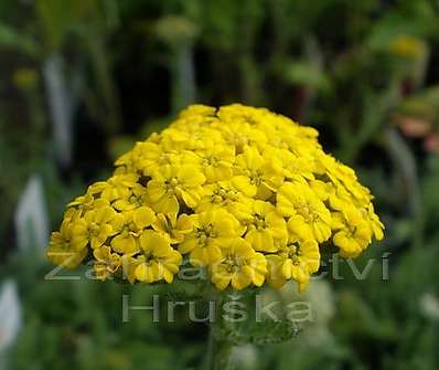 Achillea tomentosa Goldie