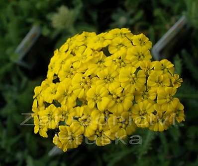 Achillea tomentosa Goldie