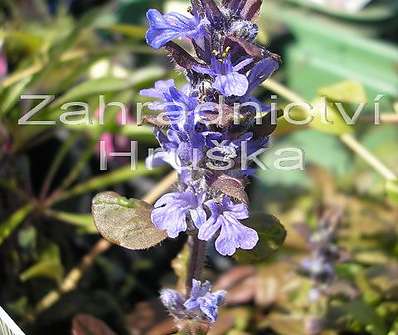 Ajuga reptans