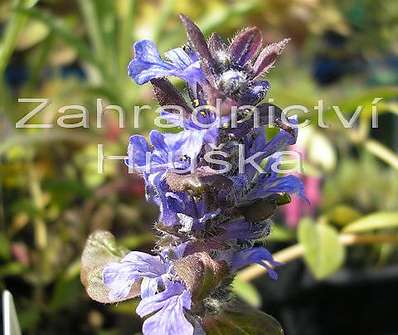 Ajuga reptans