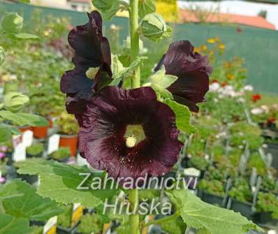 Alcea rosea var. Nigra