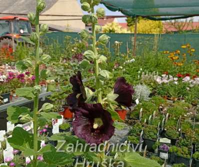 Alcea rosea var. Nigra