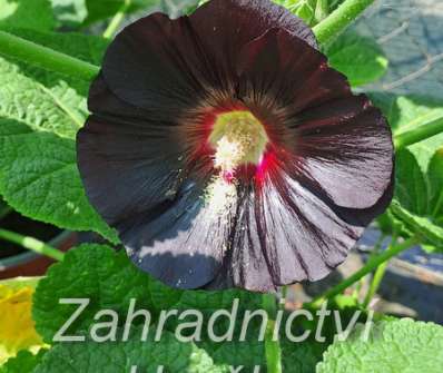 Alcea rosea var. Nigra