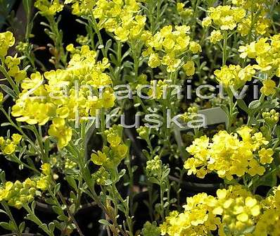 Alyssum montanum