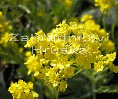 Alyssum montanum