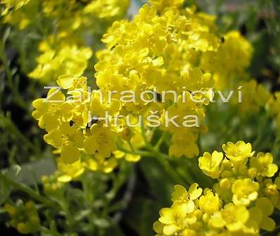 Alyssum montanum