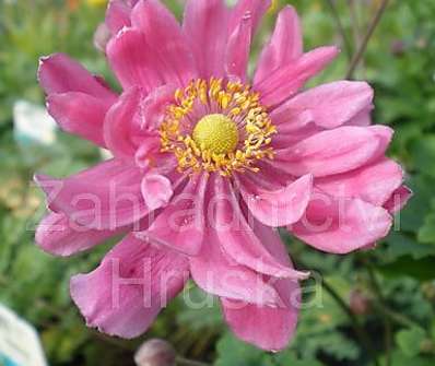 Anemone hybrida Pamina