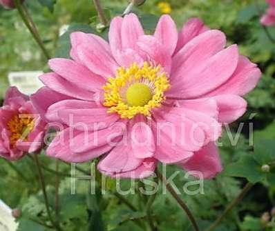 Anemone hybrida Pamina