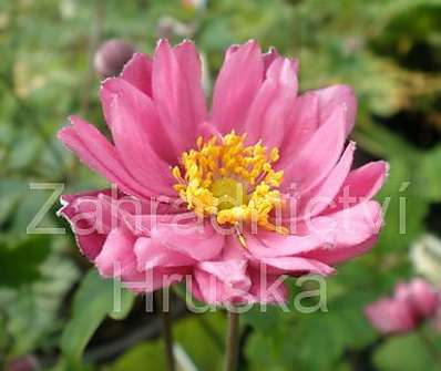 Anemone hybrida Pamina