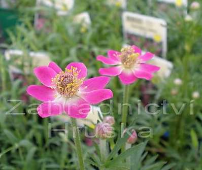 Anemone multifida Rose