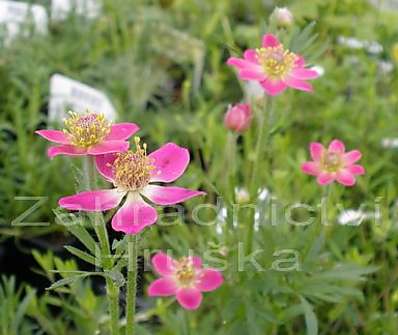 Anemone multifida Rose