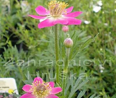 Anemone multifida Rose