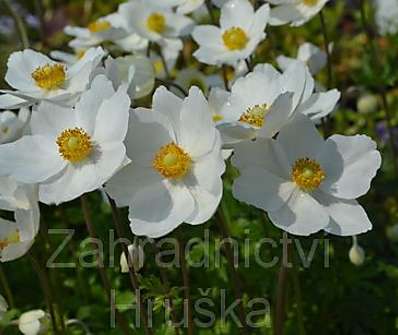 Anemone sylvestris