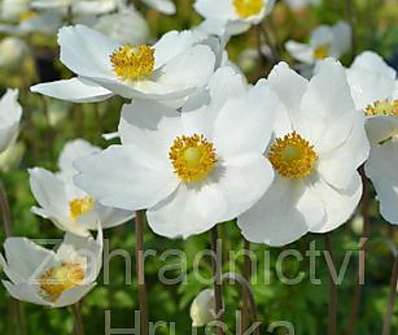Anemone sylvestris