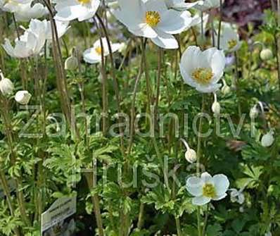 Anemone sylvestris