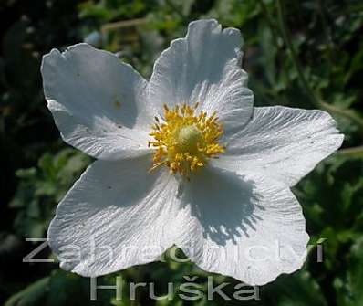 Anemone sylvestris
