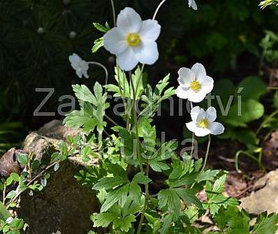 Anemone sylvestris