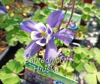 Aquilegia flabellata Cameo Blau - White