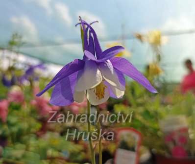 Aquilegia flabellata Cameo Blau - White