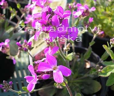 Arabis blepharophylla