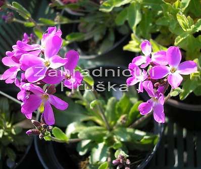 Arabis blepharophylla