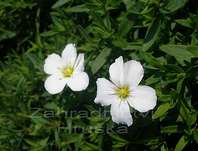 Arenaria montana Blizzard Compact