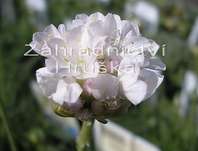 Armeria maritima Alba