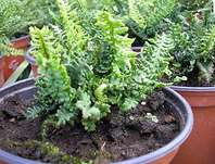 kapra rezav Crispa Congesta - Dryopteris affinis Crispa Congesta