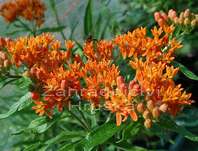 Asclepias tuberosa