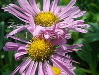 Aster alpinus Happy End