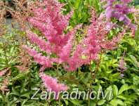 Astilbe arendsii Anita Pfeifer