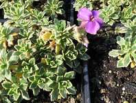 Aubrieta tauricola Silberrand