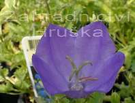 Campanula carpatica Deep Blue Clips