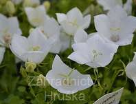 Campanula carpatica White Clips