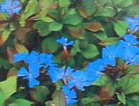 Ceratostigma plumbaginoides