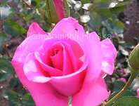 Růže Lancome