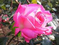 Růže Rose Guajard