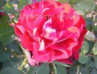 Růže Lilli Marlen