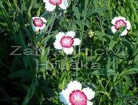 Dianthus deltoides Arctic Fire