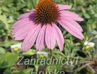 Echinacea purpurea