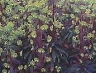 Euphorbia amygdaloides Purpurea