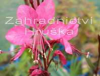 Gaura lindheimeri Gambit Rose