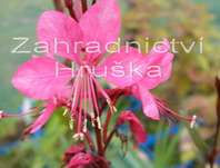 Gaura lindheimeri Gambit Rose