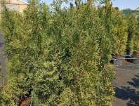 zerav - Thuja occ. 'Holmstrup'