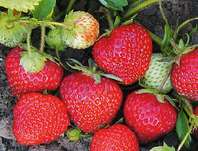 jahodnk zahradn Honeoye - Fragaria  ananassa Honeoye