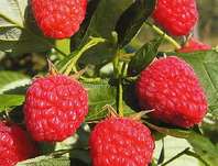 ostruink malink Ada - Rubus idaeus Ada