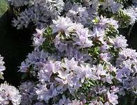 Rhododendron impeditum