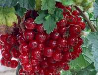 rybz erven Junifer - Ribes rubrum Junifer