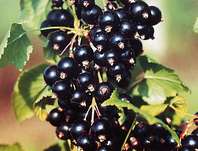 rybz ern Eva - Ribes nigrum Eva