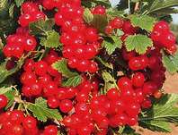 rybz erven Holandsk erven - Ribes rubrum Holandsk erven